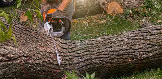 Best Leaf Removal  in Wesleyville, PA