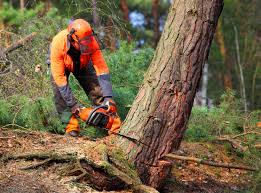 Tree and Shrub Care in Wesleyville, PA