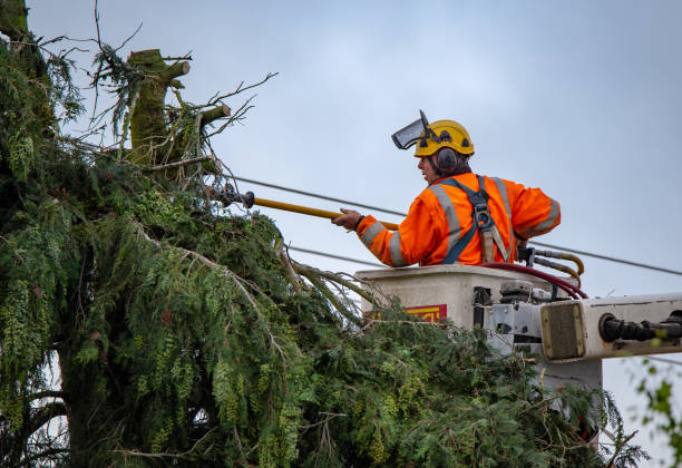 How Our Tree Care Process Works  in  Wesleyville, PA