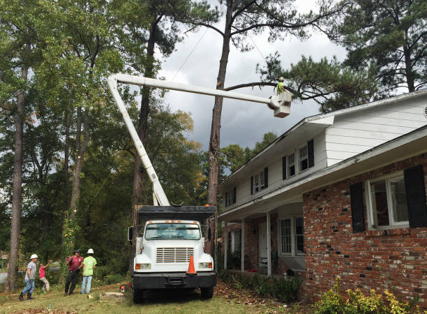 Best Root Management and Removal  in Wesleyville, PA