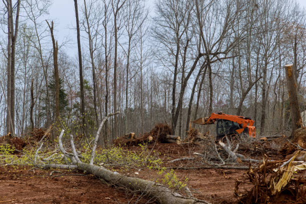 Best Stump Grinding and Removal  in Wesleyville, PA