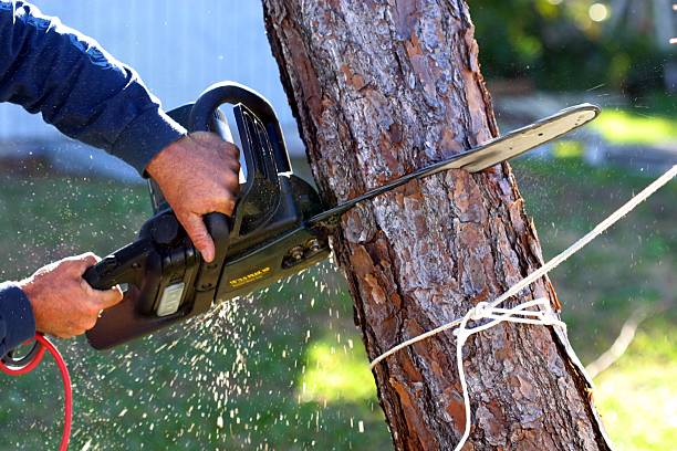 Wesleyville, PA Tree Care Company