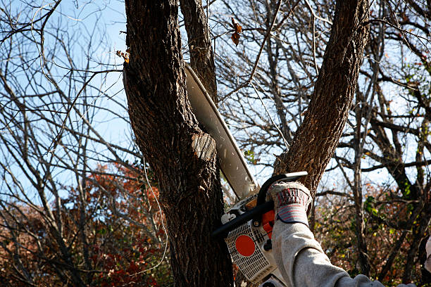 Best Lawn Pest Prevention  in Wesleyville, PA