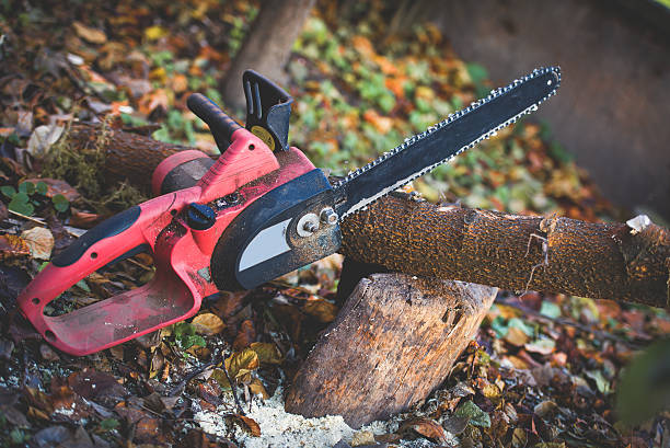 Best Tree Disease Treatment  in Wesleyville, PA
